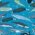 Seamless pattern with whales, modern texture with marine mammals, finback, spermwhale, bowhead, orca, pilot whale, right whale
