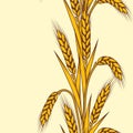 Seamless pattern with wheat. Agricultural image with natural ears of barley or rye. Royalty Free Stock Photo