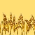 Seamless pattern with wheat. Agricultural image with natural ears of barley or rye. Royalty Free Stock Photo