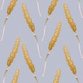 Seamless pattern of wheat Royalty Free Stock Photo