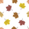 Seamless pattern on a white background autumn leaves with colorful autumn leaves. Vector illustration. For wrapping Royalty Free Stock Photo