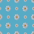 Camomiles. Delicate white flowers. Repeating vector pattern. Isolated blue background. Snow-white daisies. Royalty Free Stock Photo