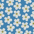 Seamless pattern. White cherry flowers on a blue background. Royalty Free Stock Photo