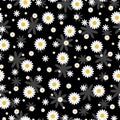 Seamless pattern with white daisies of different sizes on a black background, with little noticeable leaves from flowers Royalty Free Stock Photo