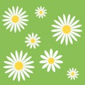 seamless pattern of white daisies on a green background