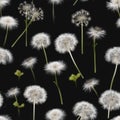 Dandelions On Black Pattern