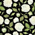 Seamless pattern of white roses, leaves and buds. Watercolor botanical illustration. Isolated on a black background.Hand Royalty Free Stock Photo