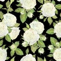 Seamless pattern of white roses, leaves and buds. Watercolor botanical illustration. Isolated on a black background.Hand Royalty Free Stock Photo