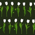 Seamless pattern of white tulips painted by hand on black background. In vertical position.