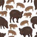 Seamless pattern with Wild boar Sus scrofa. Males, females and piglets of a common wild pig