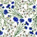 Seamless pattern with wild flowers daisies and cornflowers. Watercolor hand drawn illustration. On a white background