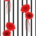 Seamless pattern of wild red flowers on a white background with black vertical stripes. Watercolor Royalty Free Stock Photo