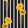 Seamless pattern of wild yellow flowers on the black background with white vertical stripes. Watercolor Royalty Free Stock Photo