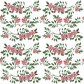 Seamless pattern with wildrose on white background.