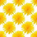 Seamless pattern of yellow dandelion flowers isolated on a white background Royalty Free Stock Photo