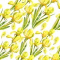 Yellow flowers, irises, watercolor illustration, seamless pattern Royalty Free Stock Photo