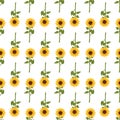 Seamless pattern with yellow sunflowers on white background. Royalty Free Stock Photo