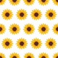 Seamless pattern with yellow sunflowers on white background Royalty Free Stock Photo