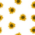 Seamless pattern with yellow sunflowers on white background, vector eps 10