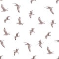 Seamless pattern with young herring seagull in flight. young polar seagull as pattrern isolated on white Royalty Free Stock Photo