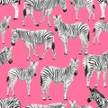 Seamless pattern with zebras on a pink background. Animals of Africa. Plains zebra Equus quagga or common zebra