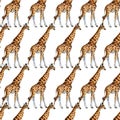 Seamless patterns with giraffes. jungle nature watrcolor illustration. Royalty Free Stock Photo