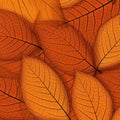 seamless patterns with leaf Royalty Free Stock Photo
