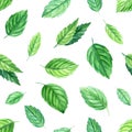 Peppermint leaves on isolated white background. Watercolor Seamless patterns.