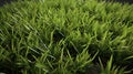 Seamless Perennial Ryegrass Texture For Landscape Design