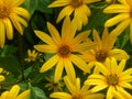 Seamless photo of Jerusalem artichoke flowers, yellow flowers close-up on a natural floral background.