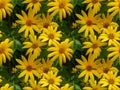 Seamless photo of Jerusalem artichoke flowers, yellow flowers with a bumblebee on the core of a flower close-up