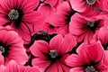 Seamless pink flowers on black background pattern.