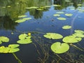 Seamless pond texture with lily pads on the surface Royalty Free Stock Photo