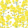 Seamless rape plant pattern, vector flower background. Texture for print, spring summer fashion, textile design, fabric