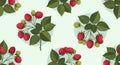 Seamless Raspberry Branches Pattern with Ripe and Unripe Berries Royalty Free Stock Photo