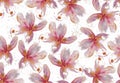 Seamless raster pattern with watercolor frangipani flowers Royalty Free Stock Photo