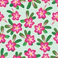 Seamless repeat pattern of pink desert rose flower in summer at Balinese garden suits for fabric textile fashion design print.