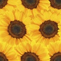 seamless repeatable background with suflowers Royalty Free Stock Photo