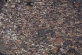 Seamless rock texture background closeup. Lava Rock Royalty Free Stock Photo