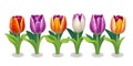 Seamless Row Of Colorful Tulips, Flowerbed. Set Of Isolated Spring Flowers Royalty Free Stock Photo