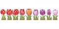 Seamless Row Of Colorful Tulips, Flowerbed. Set Of Isolated Spring Flowers Royalty Free Stock Photo