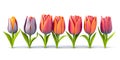 Seamless Row Of Colorful Tulips, Flowerbed. Set Of Isolated Spring Flowers Royalty Free Stock Photo