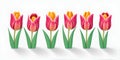 Seamless Row Of Colorful Tulips, Flowerbed. Set Of Isolated Spring Flowers Royalty Free Stock Photo