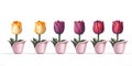 Seamless Row Of Colorful Tulips, Flowerbed. Set Of Isolated Spring Flowers Royalty Free Stock Photo