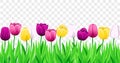 Seamless Row Of Vector Colorful Tulips With Leaves. Set Of Isolated Spring Flowers. Collection Of Beautiful Multi-Color Tulip Buds Royalty Free Stock Photo