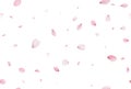 Seamless sakura petals. Falling realistic cherry petals