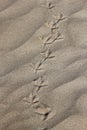 Fresh bird tracks in the sand