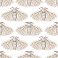 Seamless Silk Moth pattern on a white background Royalty Free Stock Photo