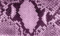 Seamless snake skin texture. Fashion for tropical reptiles. Dyed purple snake skin. Lilac background