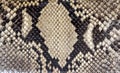 Seamless snake skin texture. Fashion for tropical reptiles. Genuine Python skin